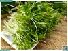 Rau mầm rau muống hạt