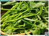 Rau muống nước baby
