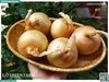 Hành tây size Cồ