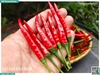 Ớt chỉ thiên đỏ