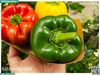 Ớt chuông 3 màu (mix đỏ, vàng, xanh)