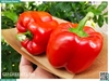 Ớt chuông đỏ 120g up