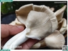 Nấm bào ngư xám 200g