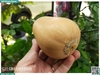 Bí hạt đậu (bí sữa)