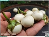Cà pháo trắng
