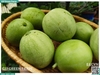 Dưa hấu non