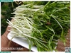Rau mầm rau muống hạt