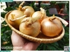 Hành tây size Cồ