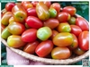 Cà chua bi (cherry) Vip