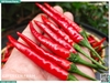 Ớt chỉ thiên đỏ