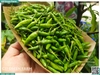 Ớt xiêm xanh