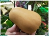 Bí hạt đậu (bí sữa)