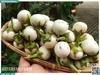 Cà pháo trắng