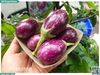 Cà tím sọc