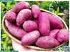 Khoai lang tím baby