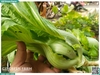 Cải bẹ xanh Đà Lạt