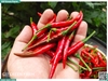 Ớt chỉ thiên đỏ