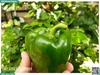 Ớt chuông xanh 150g up