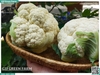 Bông cải trắng