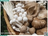 Combo nấm mix (nấm đủ loại)