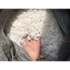 1kg-hat-loc-kanet-8-canh-cho-be-ca