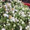 Trà Ướp Hoa Bưởi - Trà Anh Thị