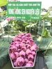Trà Ướp Gạo Sen- Tinh Hoa Đất Trời
