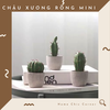 Chậu xương rồng chậu mini
