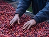 ETHIOPIA KONGA NATURAL G1