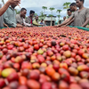 ETHIOPIA GUJI GELANA GESHA G1