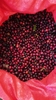 ROBUSTA 87,5 NATURAL INTRA-FRUIT FERMENTATION
