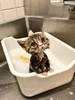 Dịch vụ spa, grooming, tắm, vệ sinh, cắt tỉa, cạo lông cho Mèo