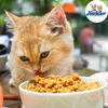 Pate tươi Kim Pet - Pate dinh dưỡng dành cho chó/mèo