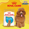 Thức ăn cho chó con Royal Canin Poodle Puppy từ 2-10 tháng tuổi - 500gr/1.5kg