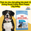 Thức ăn cho chó giống lớn dưới 12 tháng Royal Canin Maxi Puppy
