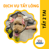Dịch vụ nhuộm lông, tẩy lông cho chó mèo