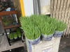 Chậu cỏ tươi cho Mèo trồng sẵn