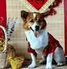Dịch vụ VIP spa, grooming, tắm, vệ sinh, cắt tỉa, cạo lông cho chó
