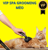 Dịch vụ VIP spa, grooming, tắm, vệ sinh, cắt tỉa, cạo lông cho Mèo