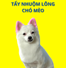 Dịch vụ nhuộm lông, tẩy lông cho chó mèo