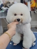 Dịch vụ VIP spa, grooming, tắm, vệ sinh, cắt tỉa, cạo lông cho chó