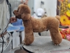 Dịch vụ VIP spa, grooming, tắm, vệ sinh, cắt tỉa, cạo lông cho chó