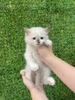 Mèo RAGDOLL đực (sinh ngày 22/10/2023) - Thú cưng tìm chủ