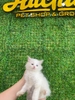 Mèo RAGDOLL đực (sinh ngày 22/10/2023) - Thú cưng tìm chủ