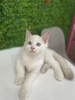 Mèo Ragdoll sinh ngày 12/11/23 - giống Đực  - THÚ CƯNG TÌM CHỦ