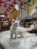 Mèo Ragdoll sinh ngày 12/11/23 - giống Đực  - THÚ CƯNG TÌM CHỦ