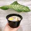 HỘP NHỰA ĐỰNG CHÈ 500ML ( ĐEN)