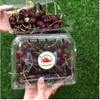 HỘP NHỰA ĐỰNG TRÁI CÂY P500C