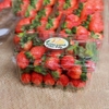 HỘP NHỰA ĐỰNG TRÁI CÂY 500G P500B