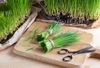 Mẹo chữa đau bụng kinh bằng bột cỏ lúa mì